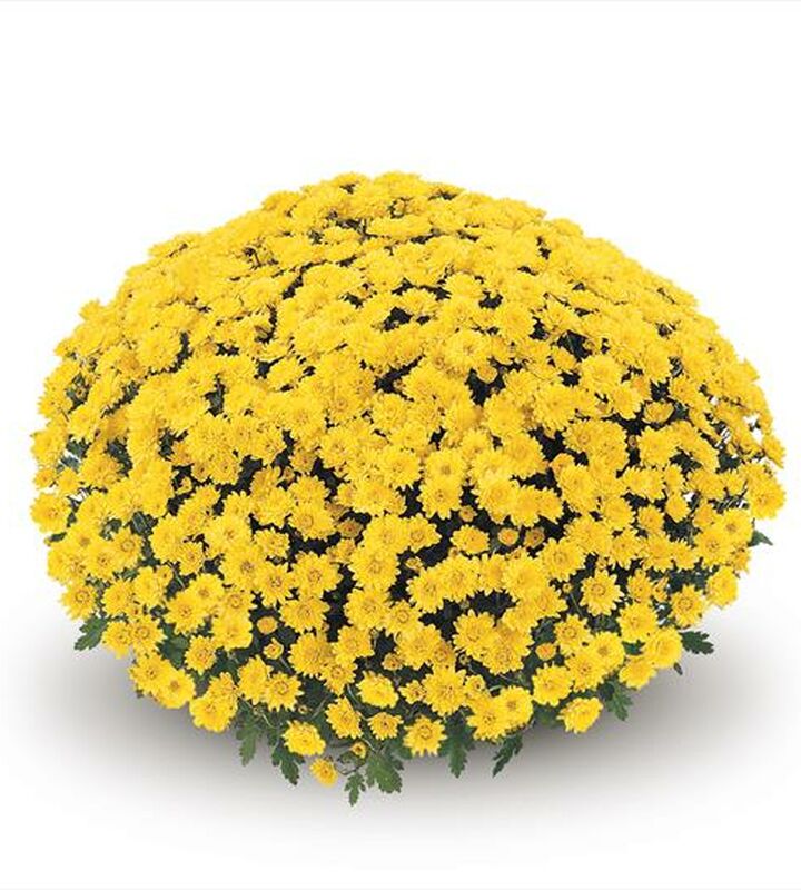 Bloemen meulebeke potchrysant