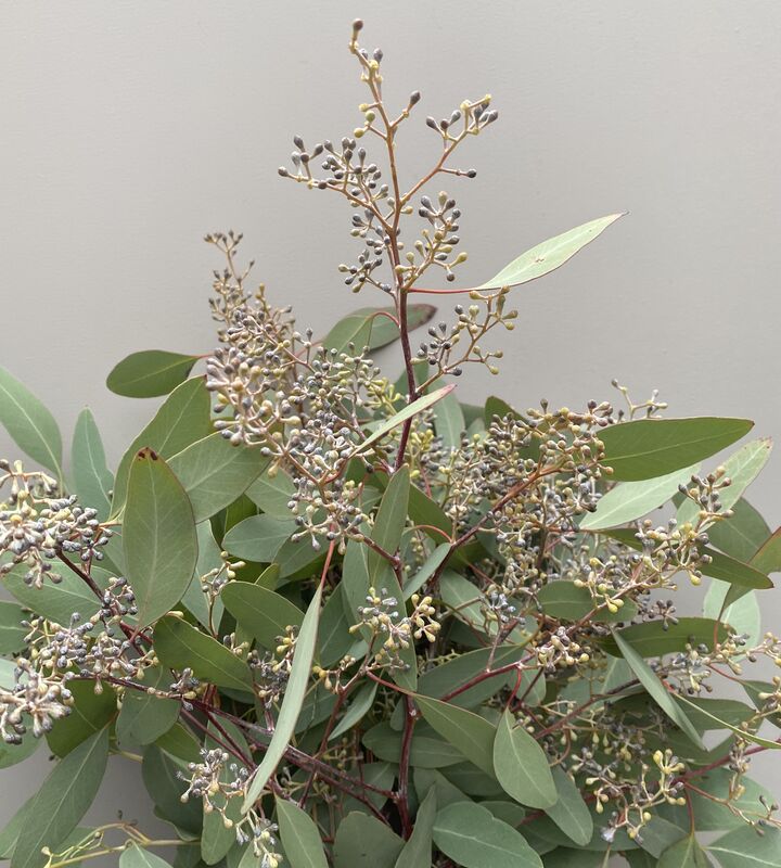 Eucalyptus bloemen meulebeke 