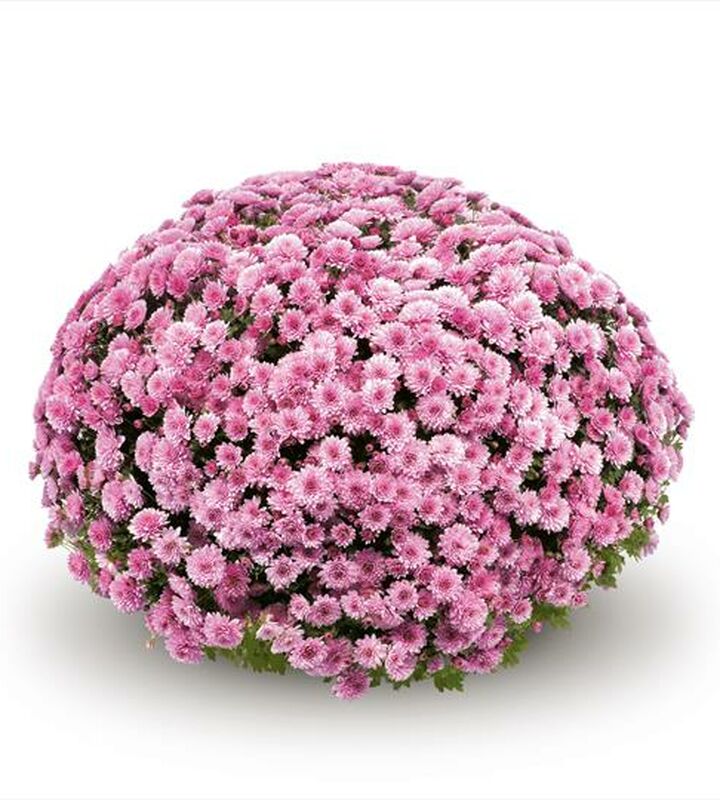Potchrysant meulebeke 