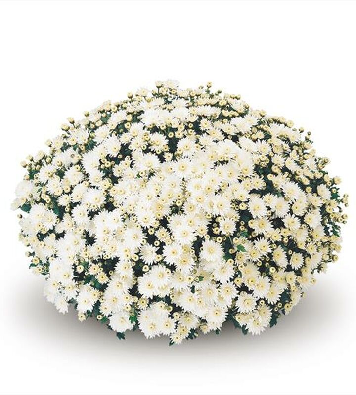 Potchrysant meulebeke bloemen