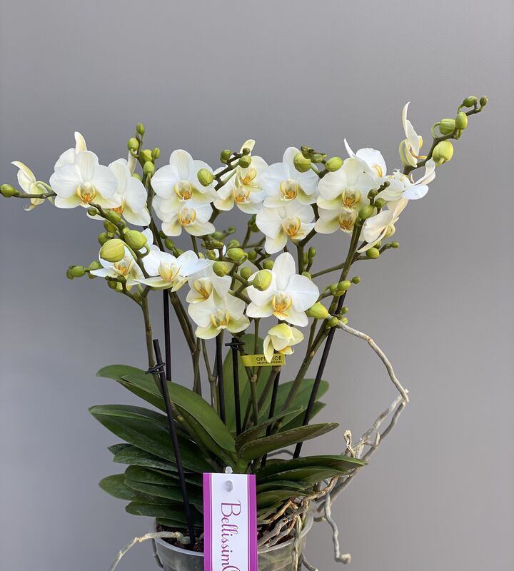 Orchidee bellissimo bloemen vermandere 
