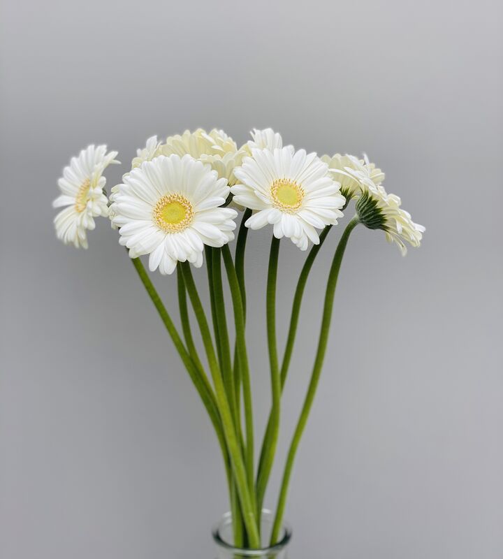 germini gerbera wit meulebeke thuislevering bloemen