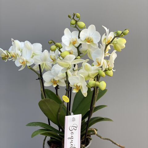 orchidee boquetto kwekerij optiflor